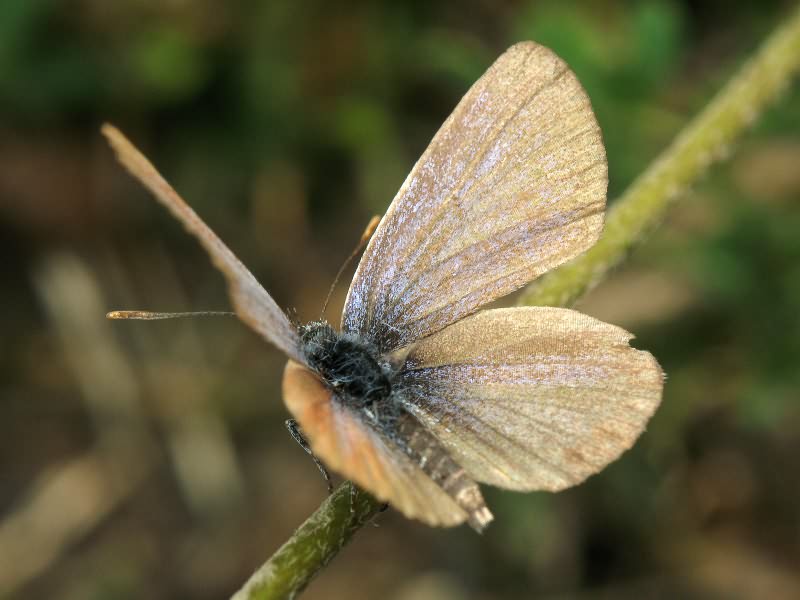 Polyommatus icarus (Rottemburg, 1775)